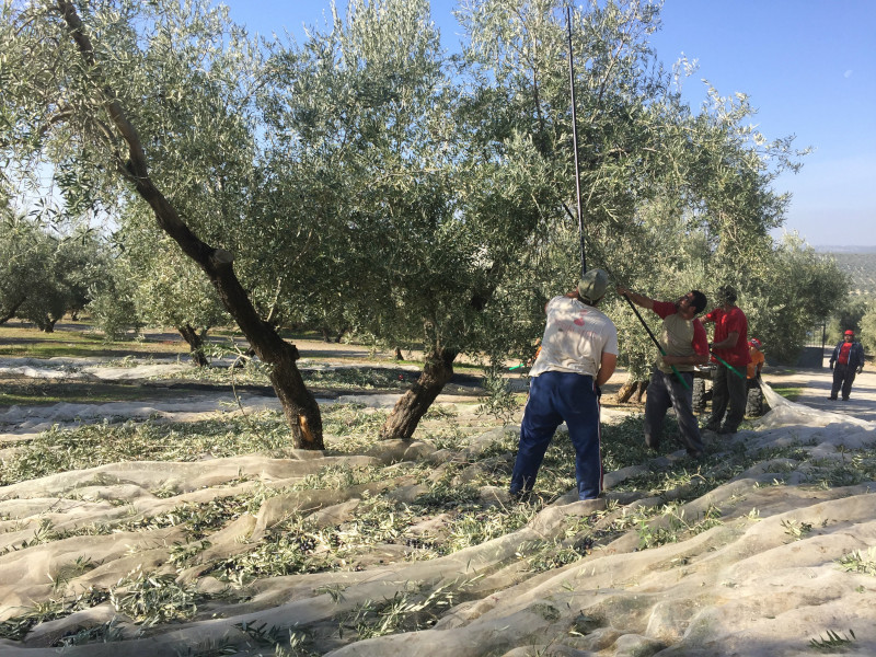 knocking down olives