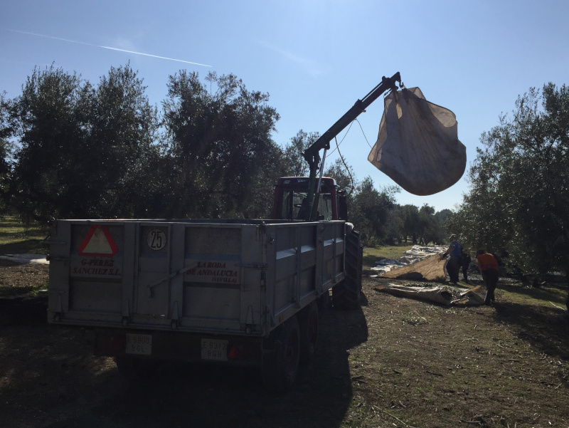 loading tractor with olives