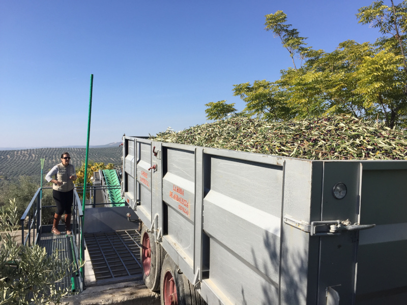farm's olive oil mill