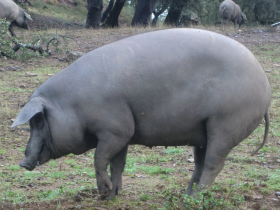 What is Iberico pig ham?